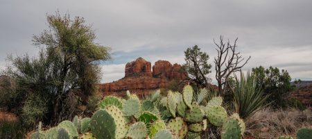 ambiente-sedona-vegetation-cactus-scaled