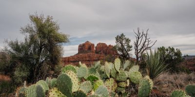 ambiente-sedona-vegetation-cactus-scaled